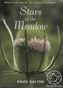 Stars of the Meadow