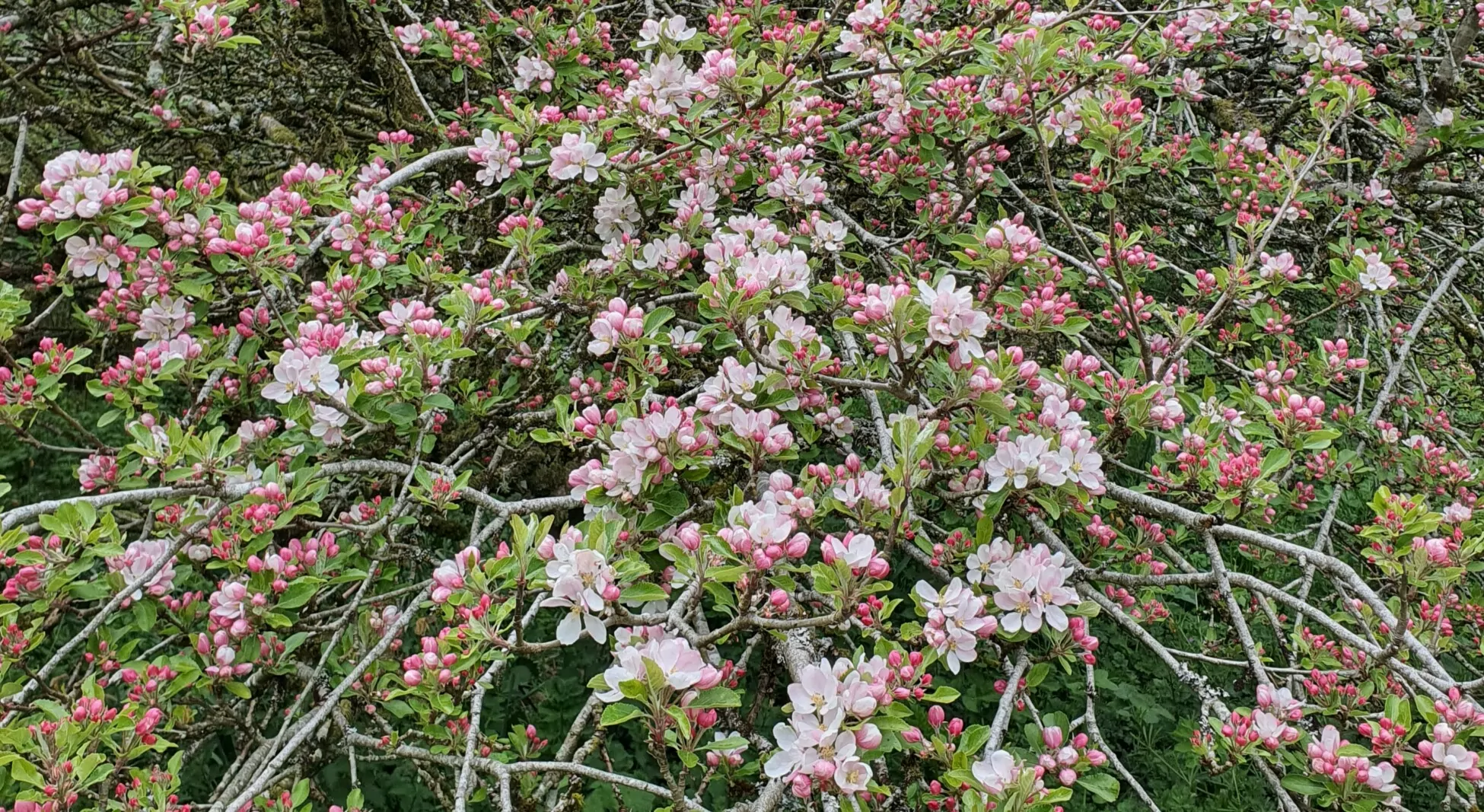 Practical Bohmian Dialogue